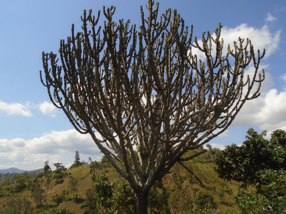 Themi Valley Eco And Cultural Tourism Homestay Arusha Eksteriør bilde