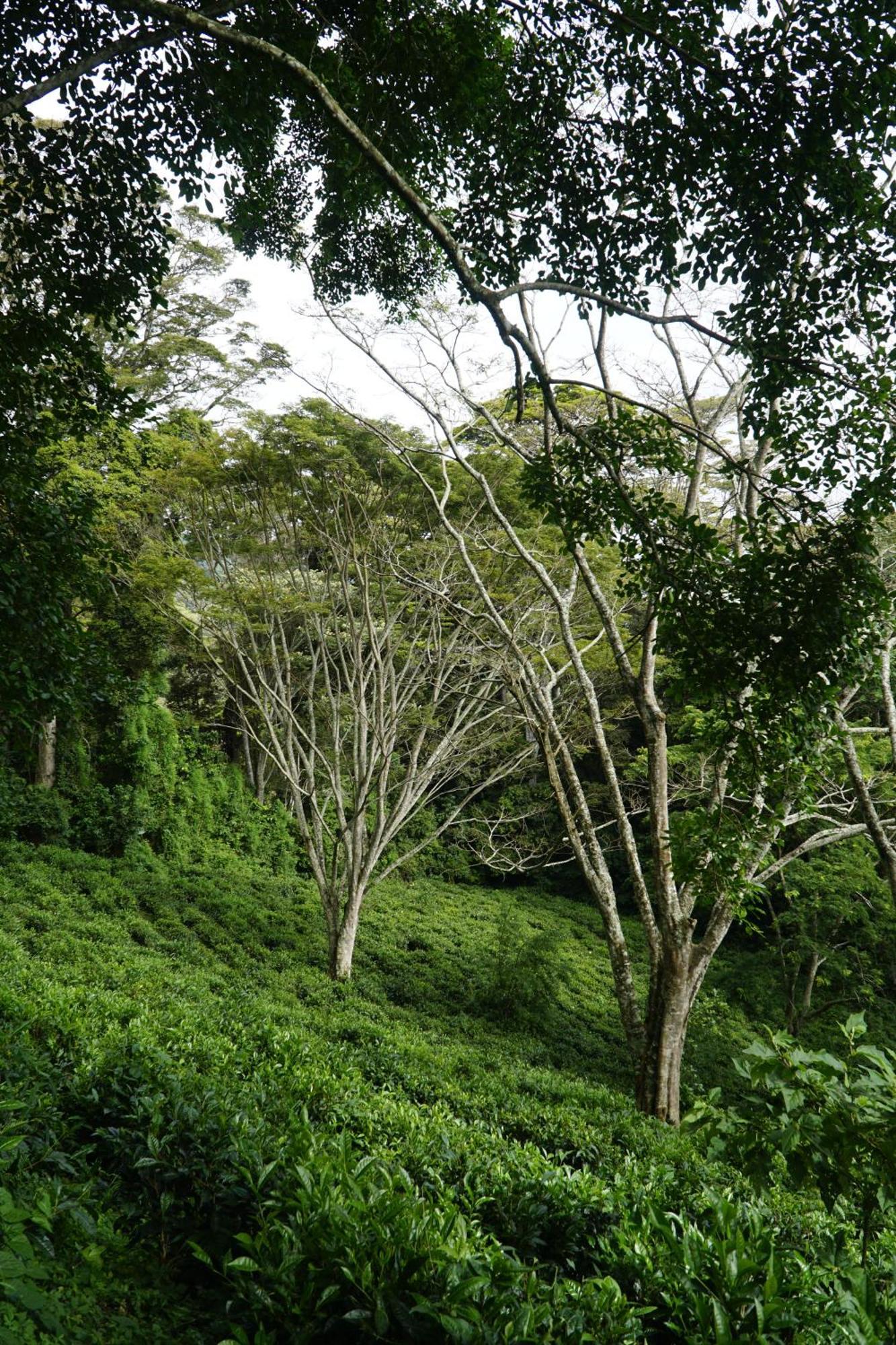 Themi Valley Eco And Cultural Tourism Homestay Arusha Eksteriør bilde